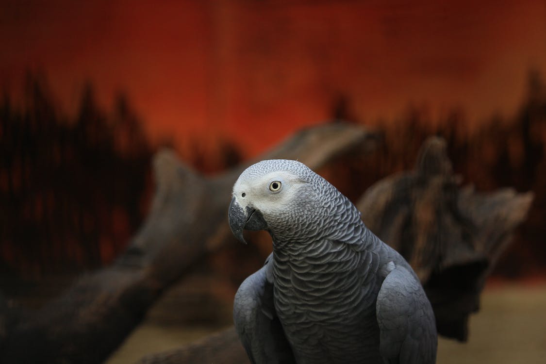 A cute African Grey Parrot